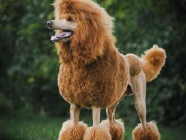 Didysis pudelis kergimui /Red Standard Poodle male