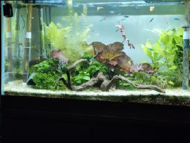 Akvariumas