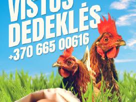 Vištos dedeklės Laukių ūkis