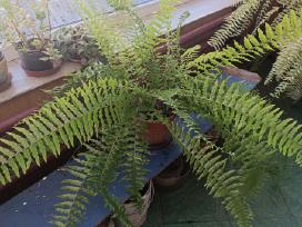 Papartis