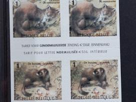 Belgija 2008 kiaunė, švarus,bukletas Michel Nr.388