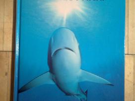 Ispudingu nuotrauku albumas "Akuly" 1995m.