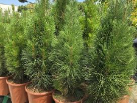 Pušis juodoji Green Tower (Pinus nigra)