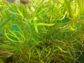 Akvariumo augalai pigiai, Easy-life Profito trąšos