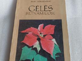 Gėlės šiltnamiuose
