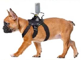 Gopro laikiklis šuniui (10–20 kg) – naujas