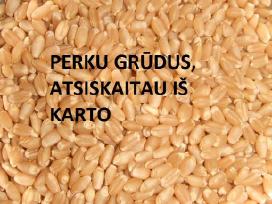Perku nuolat dideliais kiekiais grūdus