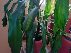 Kvapioji Dracena
