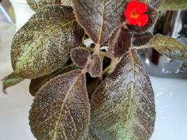 Ritlenis episcia Metallica