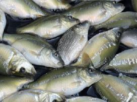 Karpių mailius įžuvinimui 0.4eur/vnt.karpiukai
