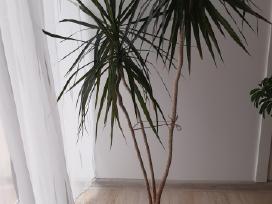 Dracena