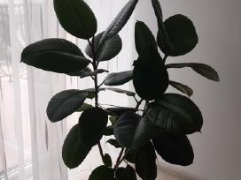 Fikusas