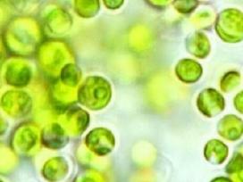 Parduodu gyva Chlorella