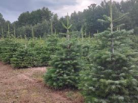 Kalėdinės eglutės Kėniai Kėnis kaukazinis Nordmann