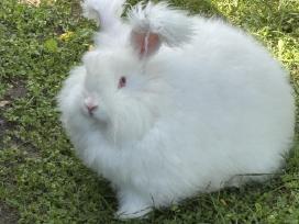 Parduodu “Angora'' su dokumentais, skiepyta.