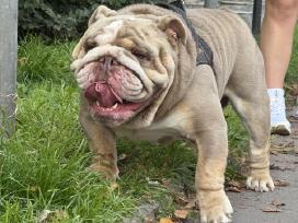 Anglu buldogas kergimui /English bulldog for stud