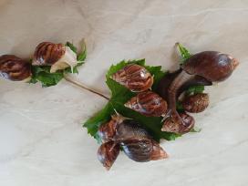 Achatina sraigės - jaunikliai, 7 mėnesių, 7-8 cm