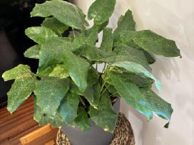 Calathea network
