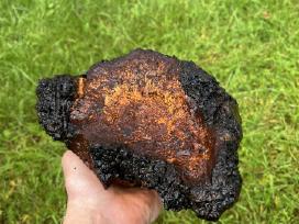 Juodasis beržo grybas čaga (chaga,čiaga)