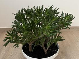 Crassula hobbit sukulentas