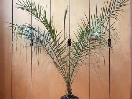 Palmė, 160 cm