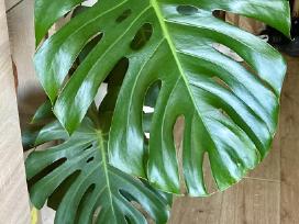 Monstera Deliciosa