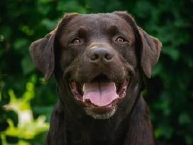 Labradoro retriveris reproduktorius kergimui
