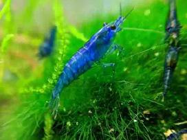 Įvairios akvariuminės neocaridina krevetės