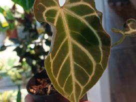 Anthurium Silver Hope x Besseae aff