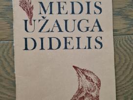 Medis užauga didelis (Saliamonas Paltanavičius)