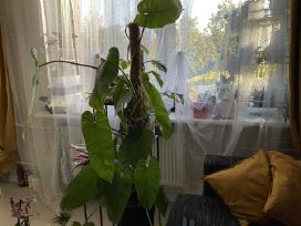 Philodendron Jose Bueno