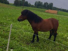 Ponis