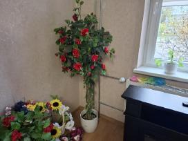 Parduodu dekoratyvine rozes medis