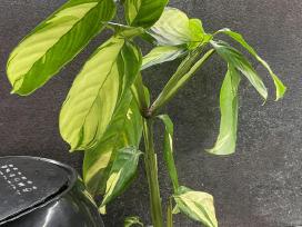 Ctenanthe Lubbersiana Golden Mosaic