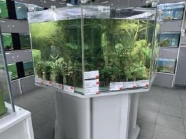 Akvariuminės žuvys, augalai, visa reikiama įranga