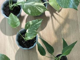Monstera Thai Const/burle Marx Flame/mint/monster