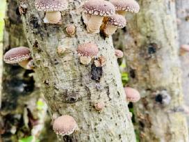 Shiitake grybų rąsteliai, šitake rąstai, įskiepyti