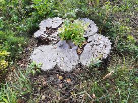 Kelmų frezavimas, naikinimas. Šakų smulkintuvas