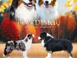 Australų aviganių šuniukai