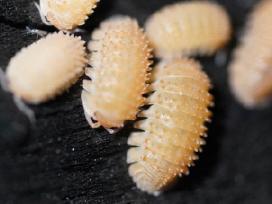 Cristarmadillidium muricatum