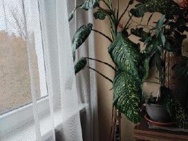 Aukšta difenbachija lapuota palmė 158 cm