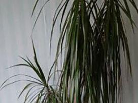 Dracena 120cm