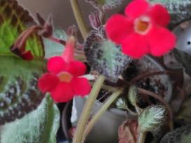 Parduodu Episcia silver skies. Gražiai žydi