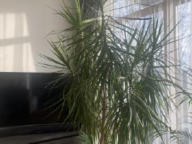 Dracena