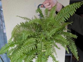 Papartis
