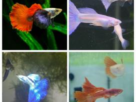 Žuvytės. Gupijos. Guppy.