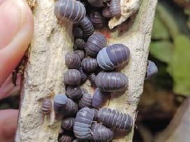 Armadillo officinalis (vėdarėliai, isopods)