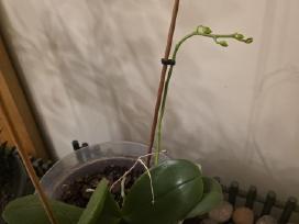 Orchidėja