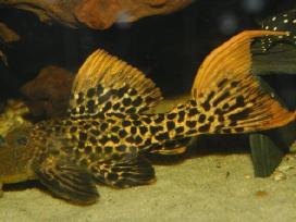 Pleco l018,l024,l081,l097,l134,l240,l273
