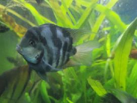Parduodu papugas blue,molinezijas